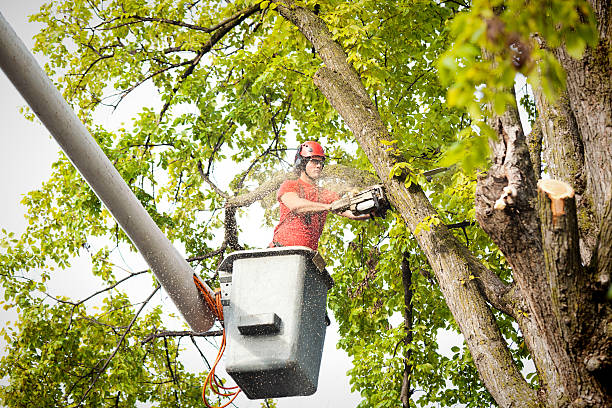 Best Tree Cutting Near Me  in Home Gardens, CA